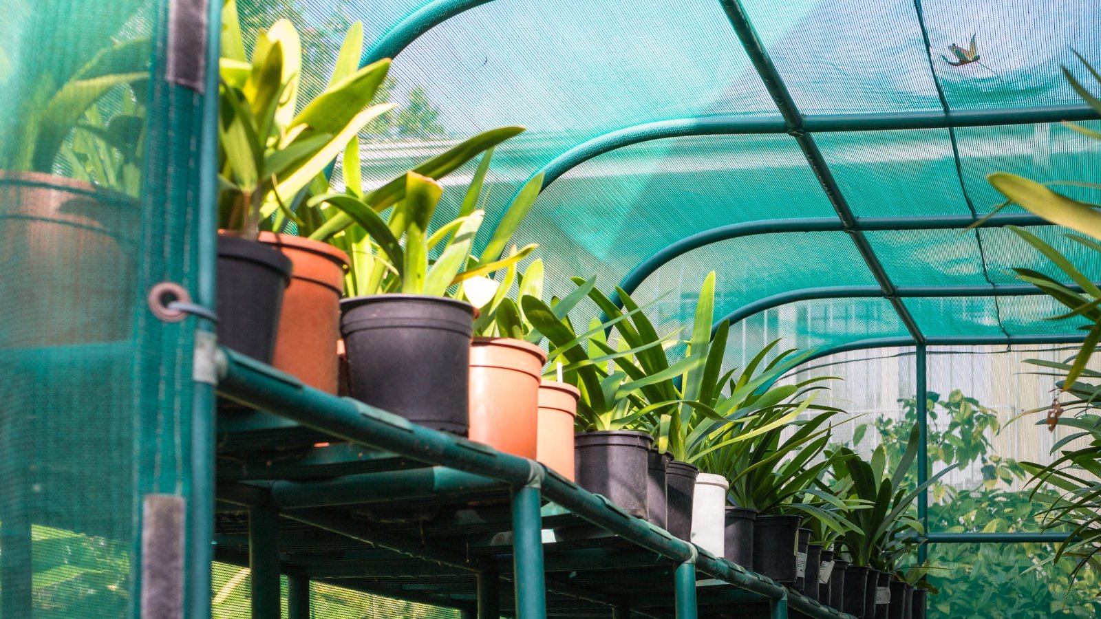 Potted Clivia miniata plants with long, green, arching leaves are lined up on a shelf in a greenhouse with green shade cloth regulating the temperature.