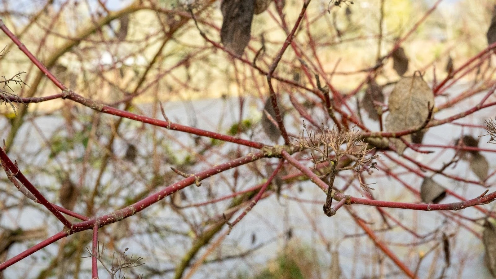Bare reddish-brown Cornus sericea ‘red twig’ branches with a few dried leaves, showcasing their vibrant bark.