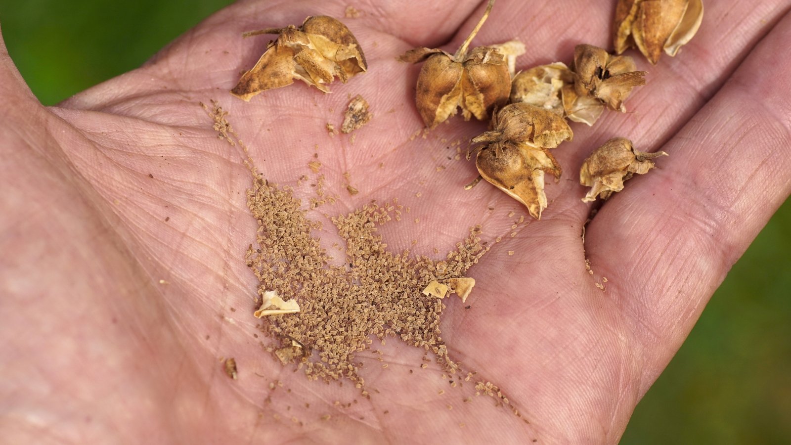 The male hand holds open seed pods containing small, golden-brown seeds from the plant.