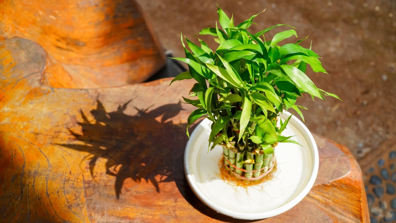 A Dracaena sanderiana with bright green, narrow leaves and stems placed in a glass container filled with water, set on a wooden surface.