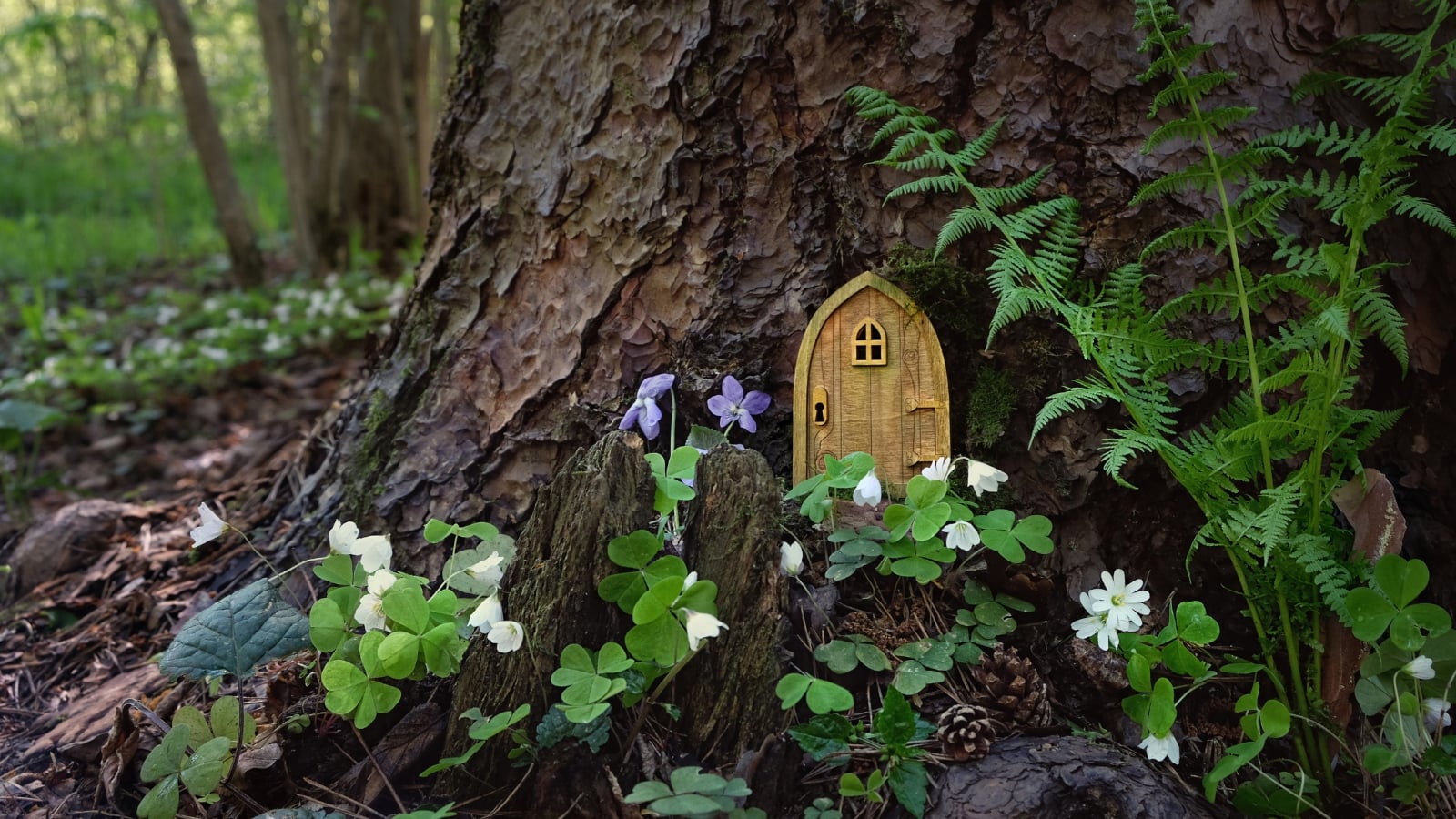 A wooden tree base with Dryopteris ludoviciana ferns and small daisies, surrounding a decorative wooden door.