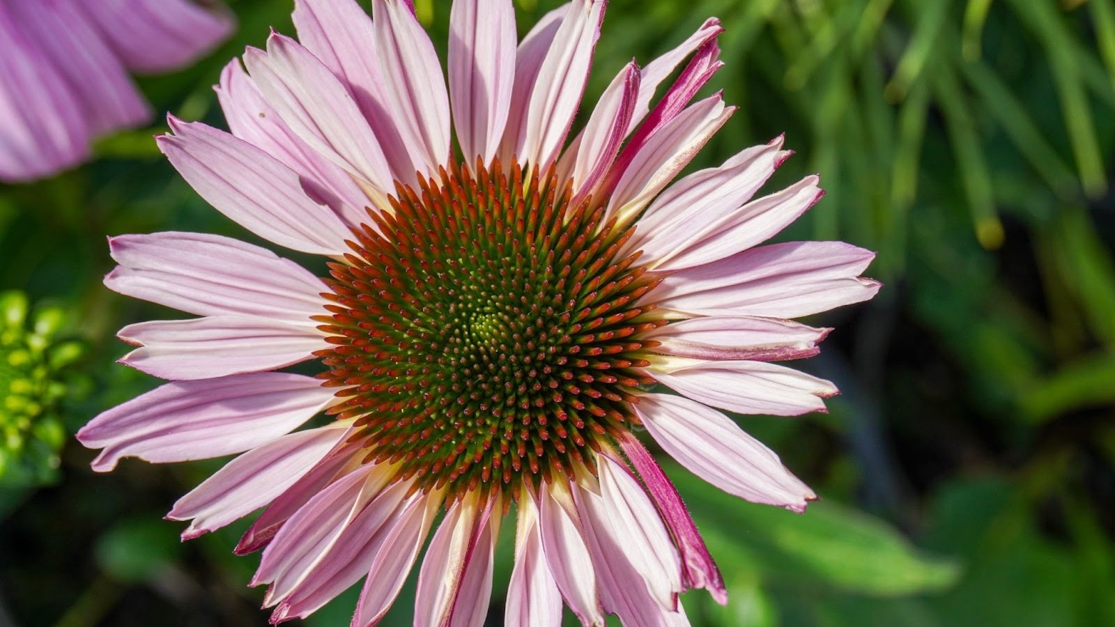 Large Echinacea purpurea ‘pallida’ flower with pink, drooping petals and a prominent orange-brown cone at the center.