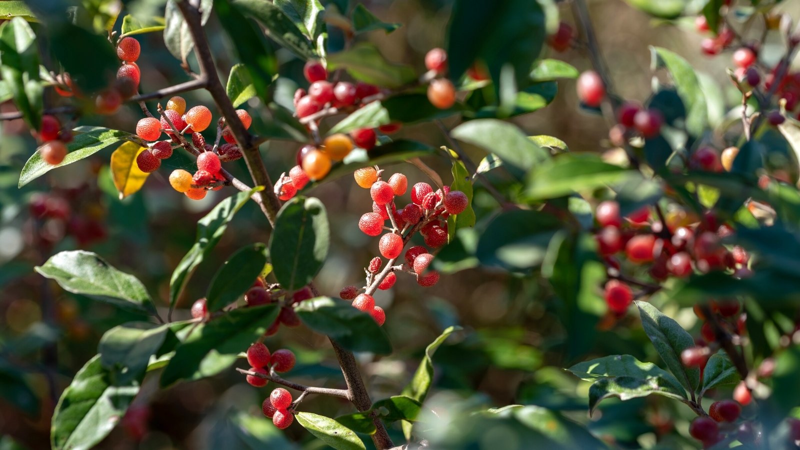Bright orange and red berries of Elaeagnus commutata ‘silverberry’ nestled among dark green leaves.