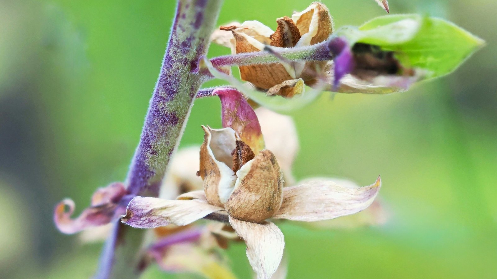 The seed pods of the plant are opening, revealing small, dark seeds inside.