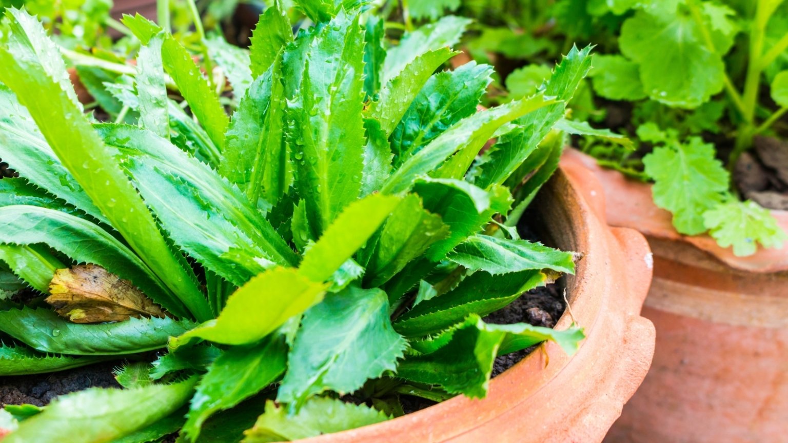 60pcs Green Culantro Plant Seeds