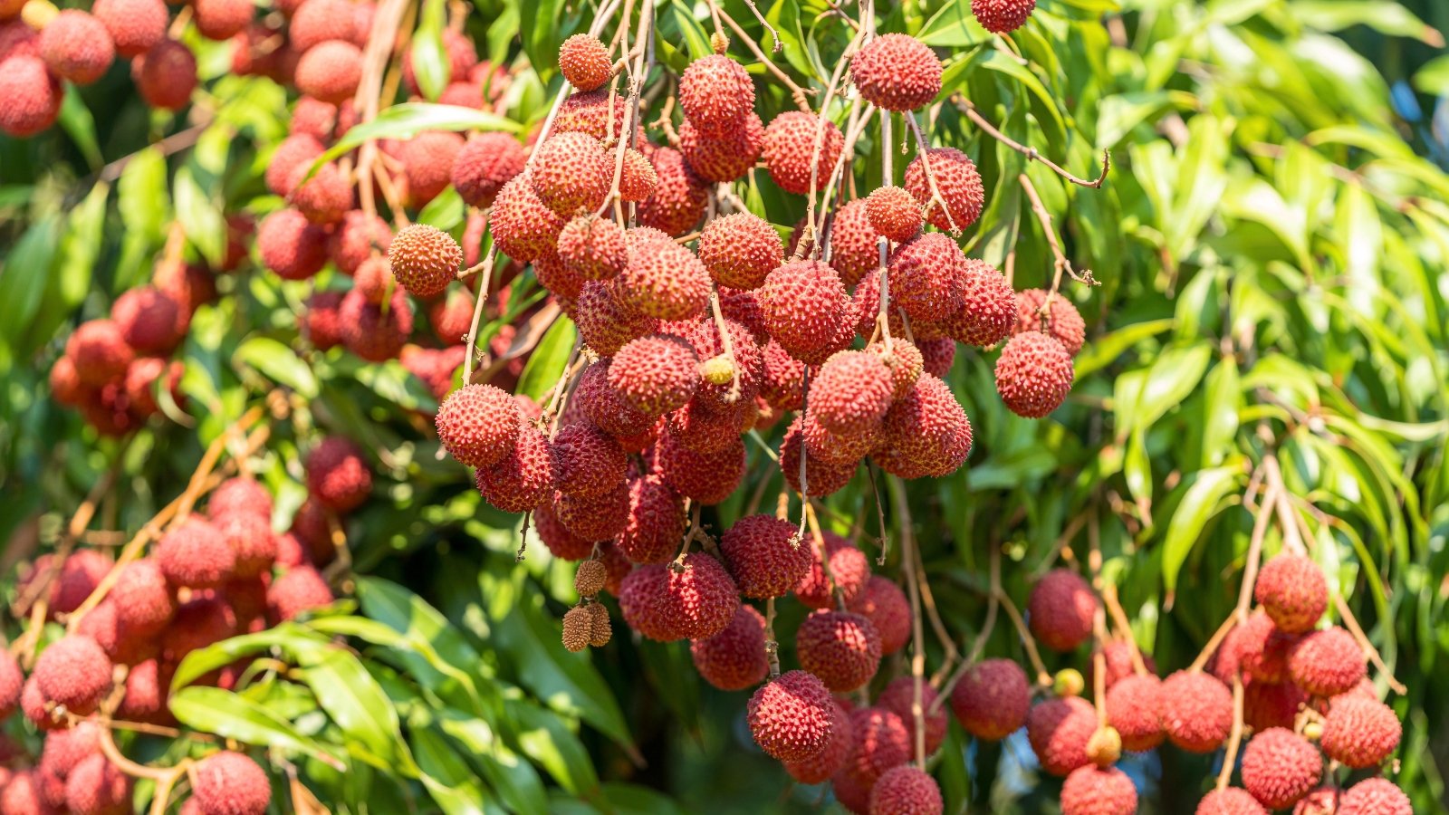 Rounded red fruits with textured rinds hang in bunches beneath glossy green leaves on arching branches in a sunny garden.