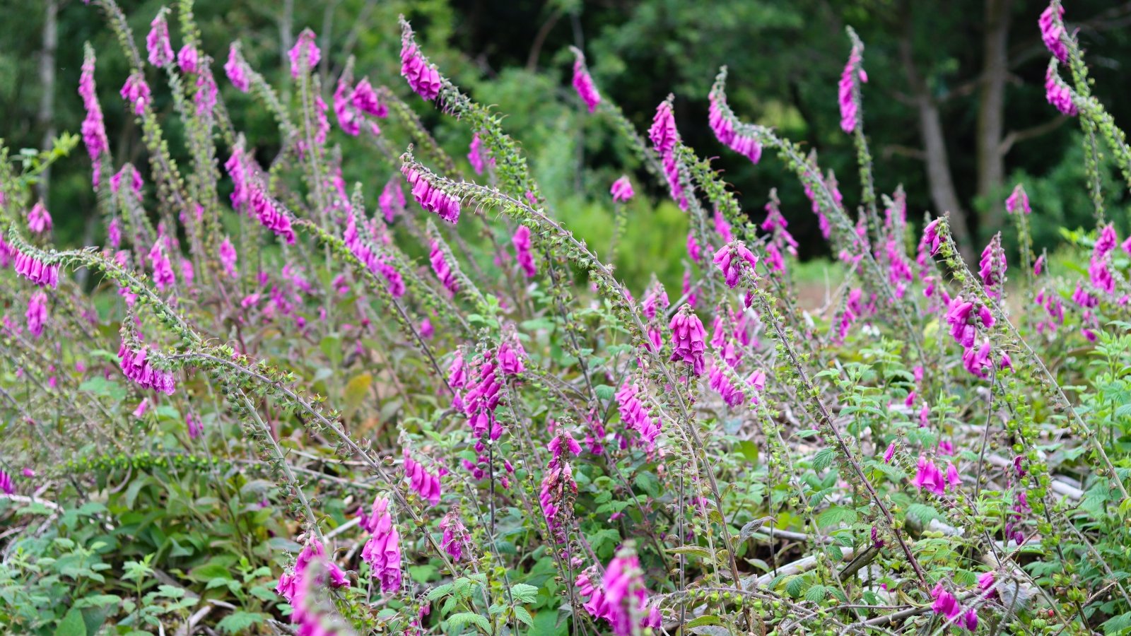 The invasive plant has long, upright, slightly arching stems with vibrant pink flowers featuring spotted interiors, surrounded by glossy, elongated leaves.