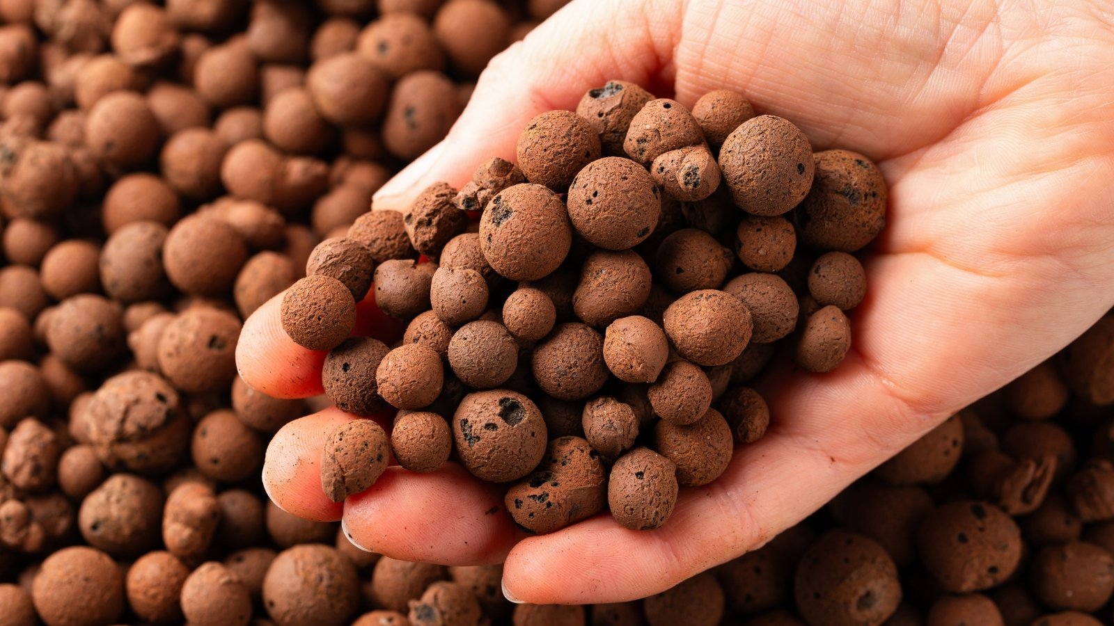 Close-up of a hand holding round brown clay pebbles, commonly used as a growing medium, with more pebbles visible in the background.