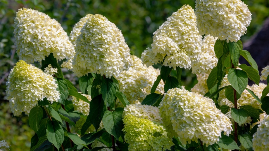 Hydrangea Tree Colorado How to Plant, Grow, and Care for Hydrangea Trees