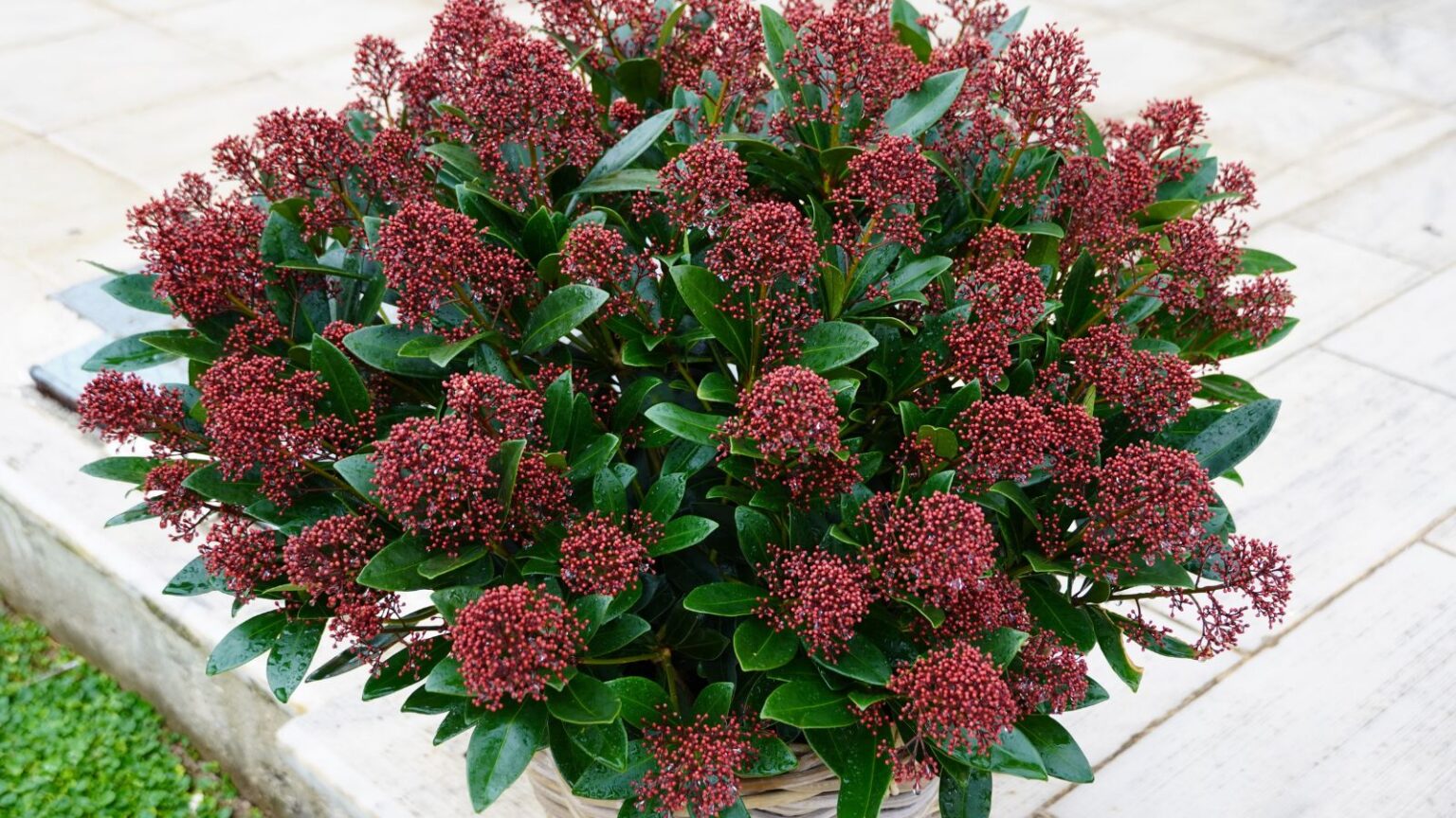 15 Evergreen Shrubs With Fragrant Flowers