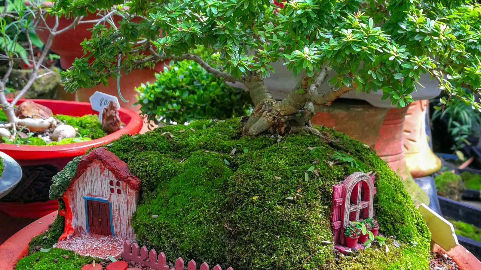 A mossy mound of Leucobryum glaucum featuring dense green cushions, paired with red miniature house decorations.