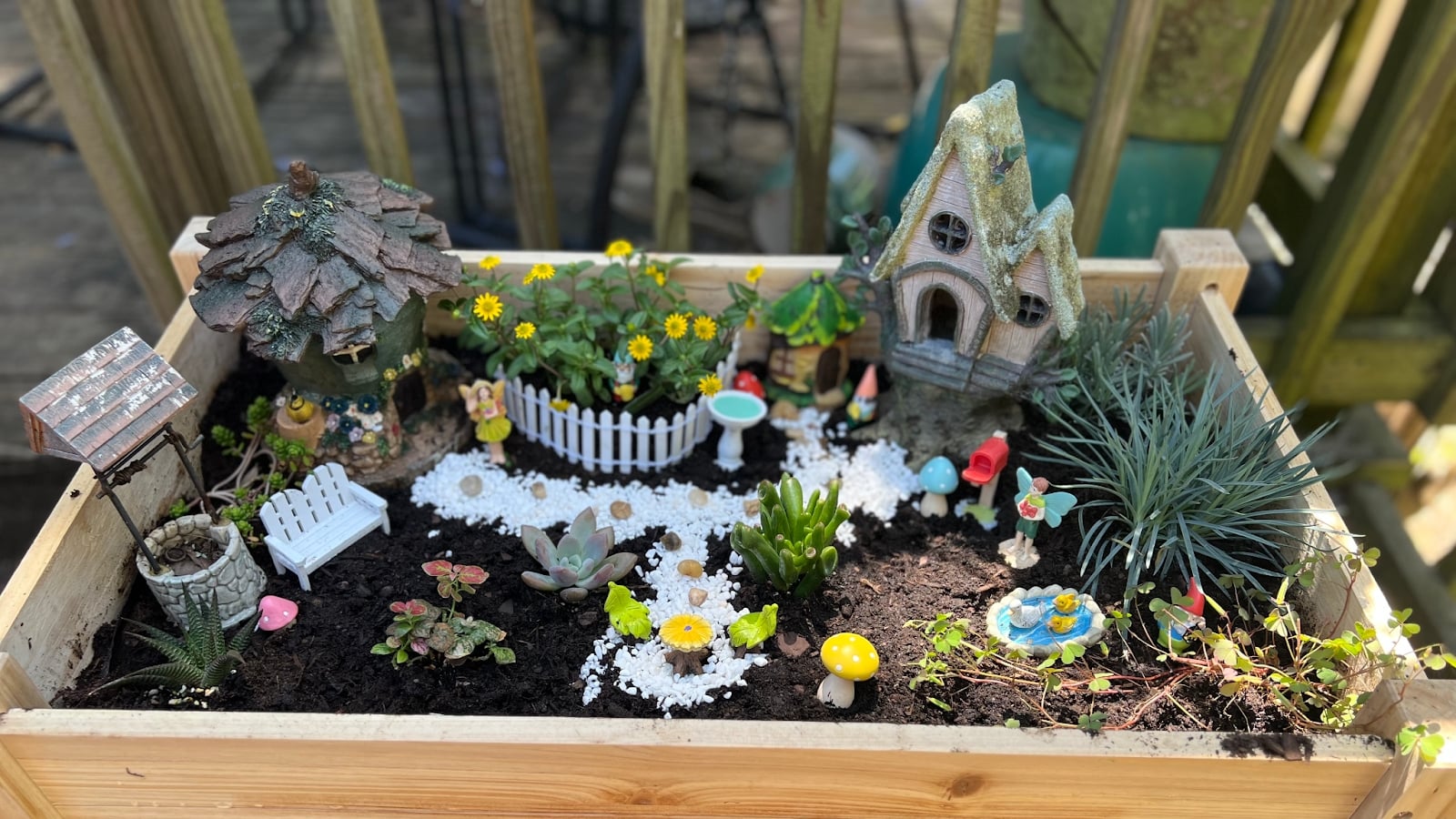 Melampodium divaricatum with small yellow flowers and green leaves, placed in a wooden box with decorative houses and figurines.