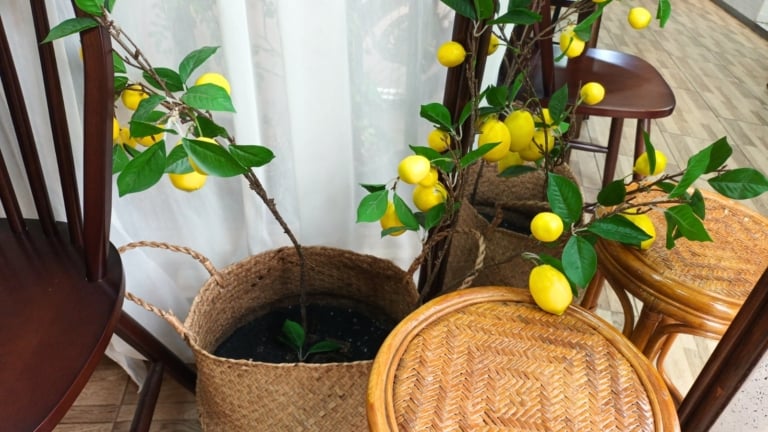 17 Best Trees You Can Grow in Containers