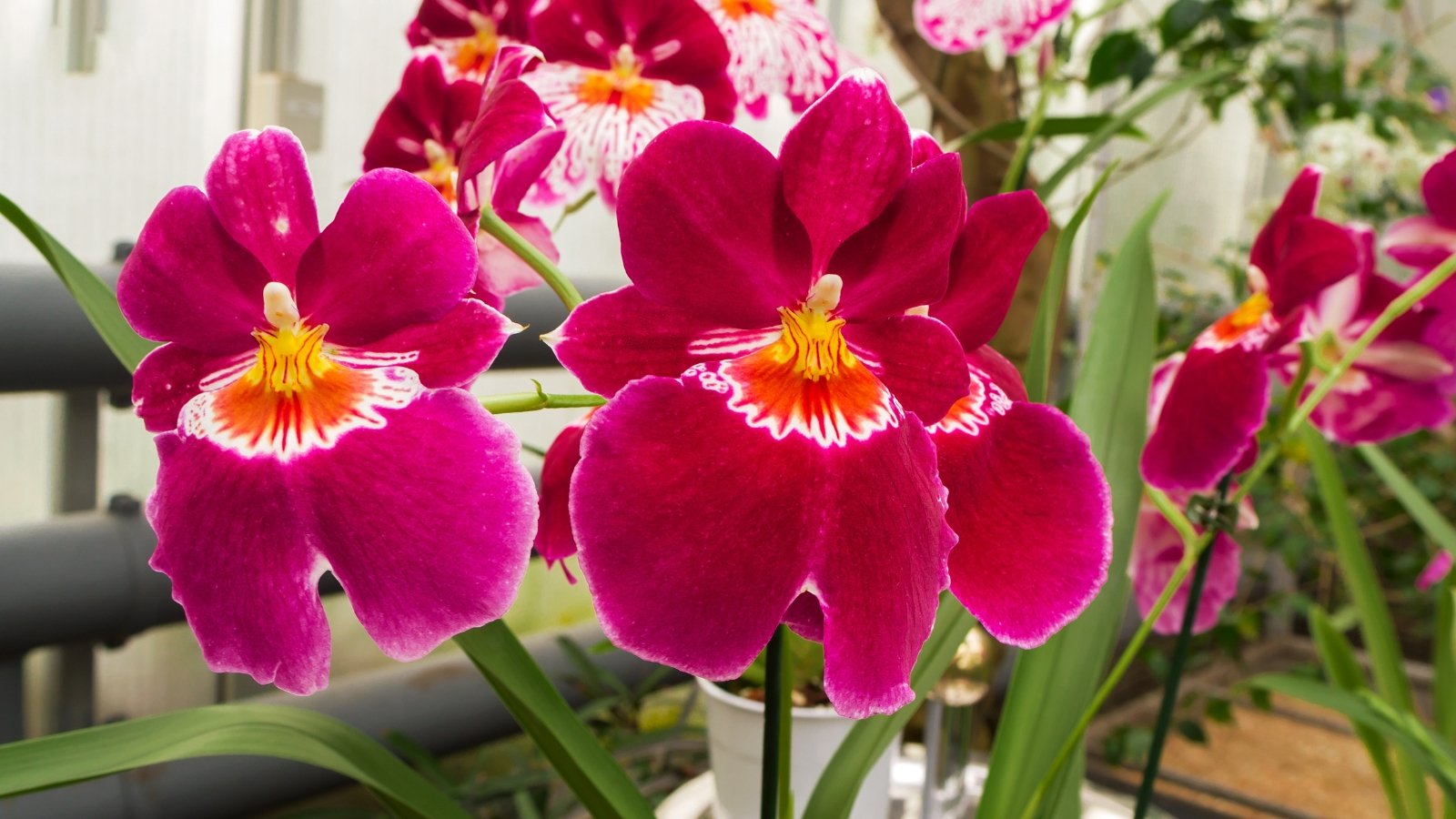 Miltonia flowers with deep red petals and bright yellow centers, growing on upright stems with green foliage.