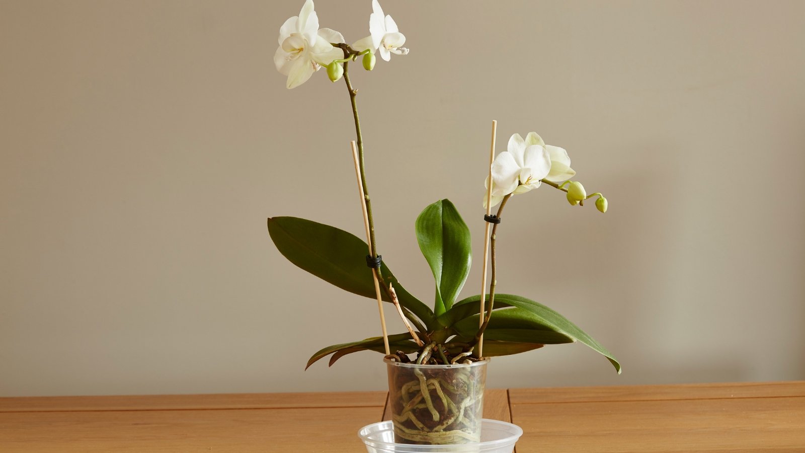 A transparent pot containing Phalaenopsis with white petals, pale yellow centers, and wide dark green leaves, placed on a wooden surface.