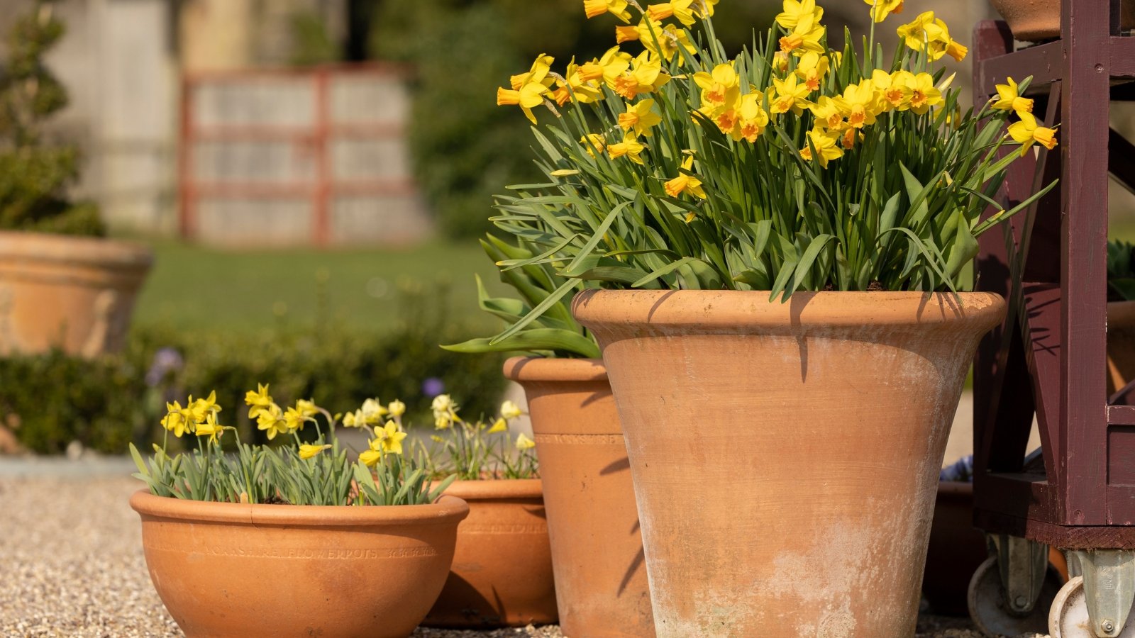 Upright green stems with strap-shaped leaves hold clusters of bright yellow, trumpet-like flowers, displayed in clay pots of varying sizes in a sunny garden.
