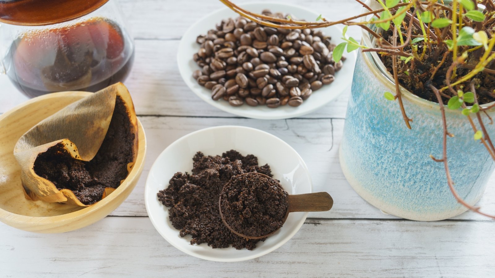 A bowl filled with dark compost, surrounded by a blue mug, filter paper, and scattered brown seeds on a white table.