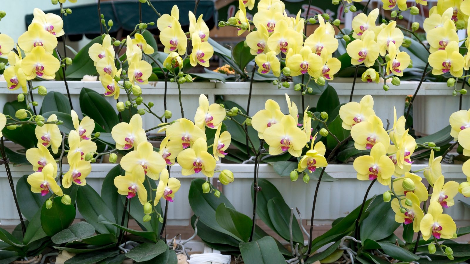 Multiple Phalaenopsis plants with pale yellow petals and pink streaks arranged on metal racks, showcasing thick green leaves at the base.