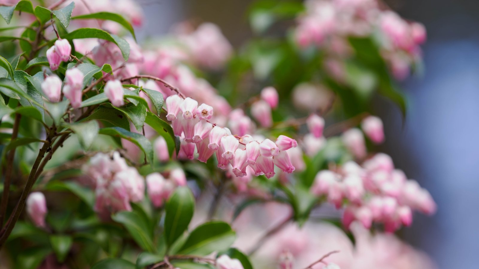 Arching branches bear drooping clusters of small, bell-shaped white-pink flowers above glossy, dark green leaves.
