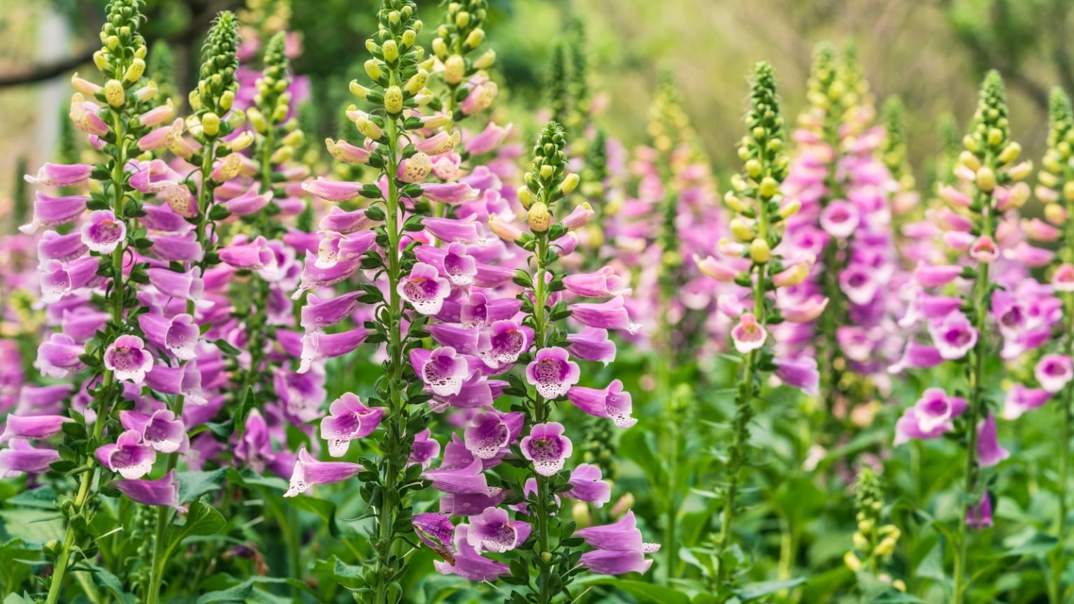 19 Shade Perennials For Zone 7 Shade Gardens
