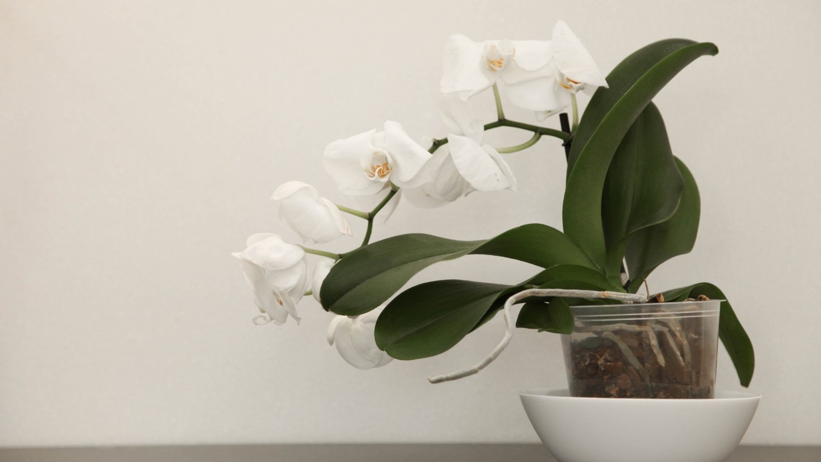 A white ceramic container holding Phalaenopsis with large white petals and light yellow centers, supported by dark green leaves at the base.