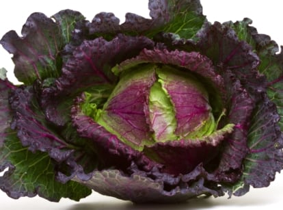 A dense head of purple and green leaves with ruffled edges.