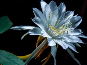 A white Selenicereus grandiflorus flower with long, slender petals and delicate yellow stamens, surrounded by dark green foliage.