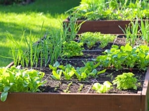 A raised garden bed with various crops like onions, radishes, carrots, lettuce, and arugula growing using the square-foot gardening method, knowing how to space vegetables in a raised bed