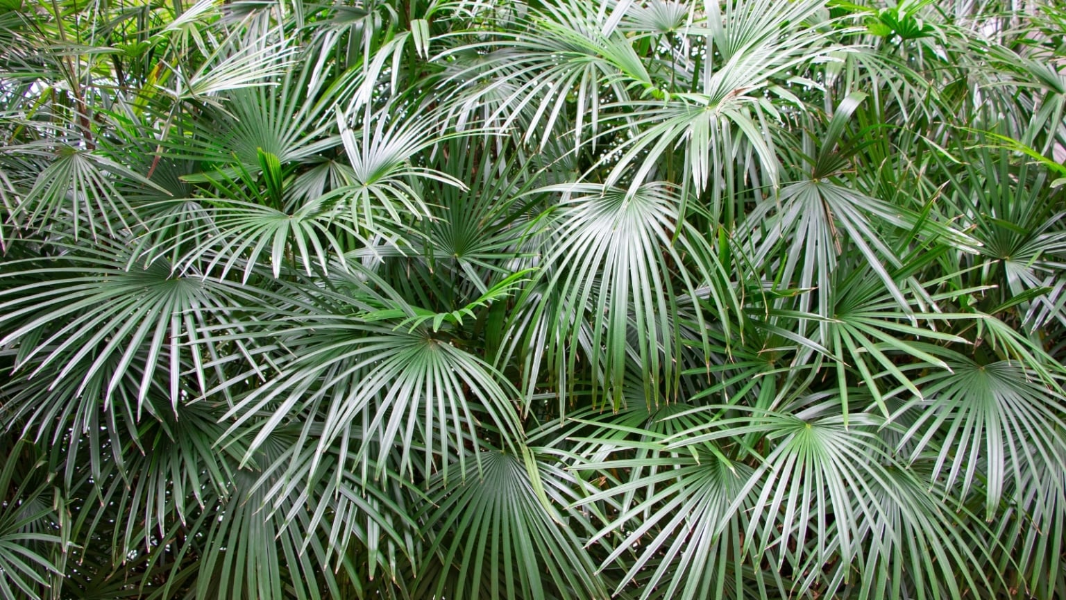 11 Hardy Palm Trees For Your Garden