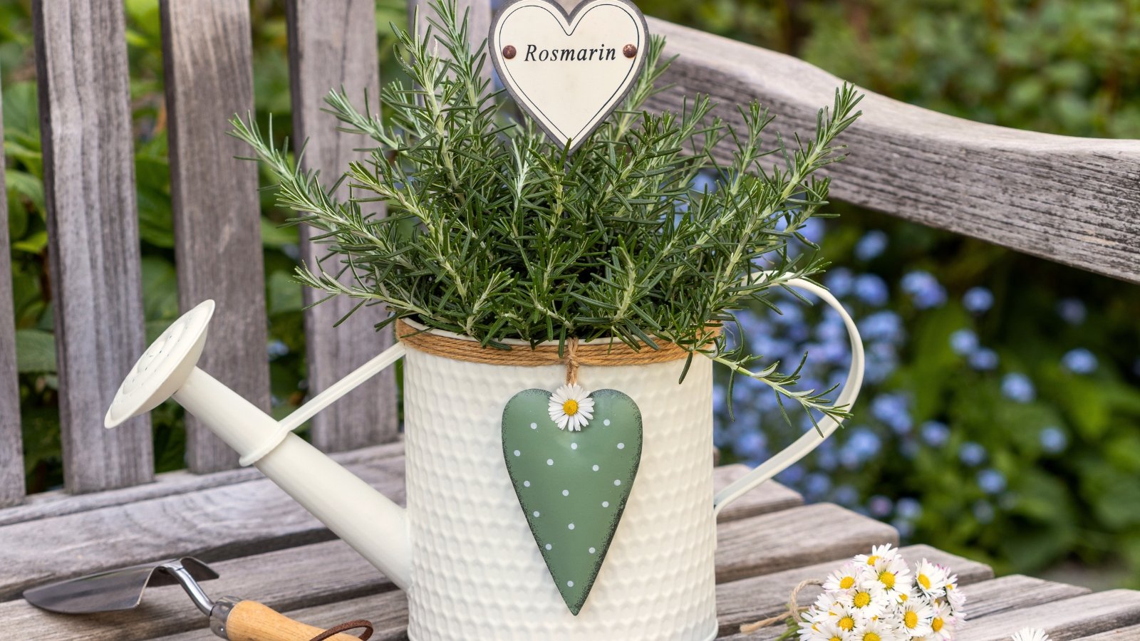 Woody stems with narrow, needle-like green leaves grow in a ceramic decorative pot shaped like a watering can, with a labeled sticker inserted into the soil.