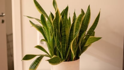 Upright, sword-like green leaves with dark horizontal stripes grow from a compact base in a pot.