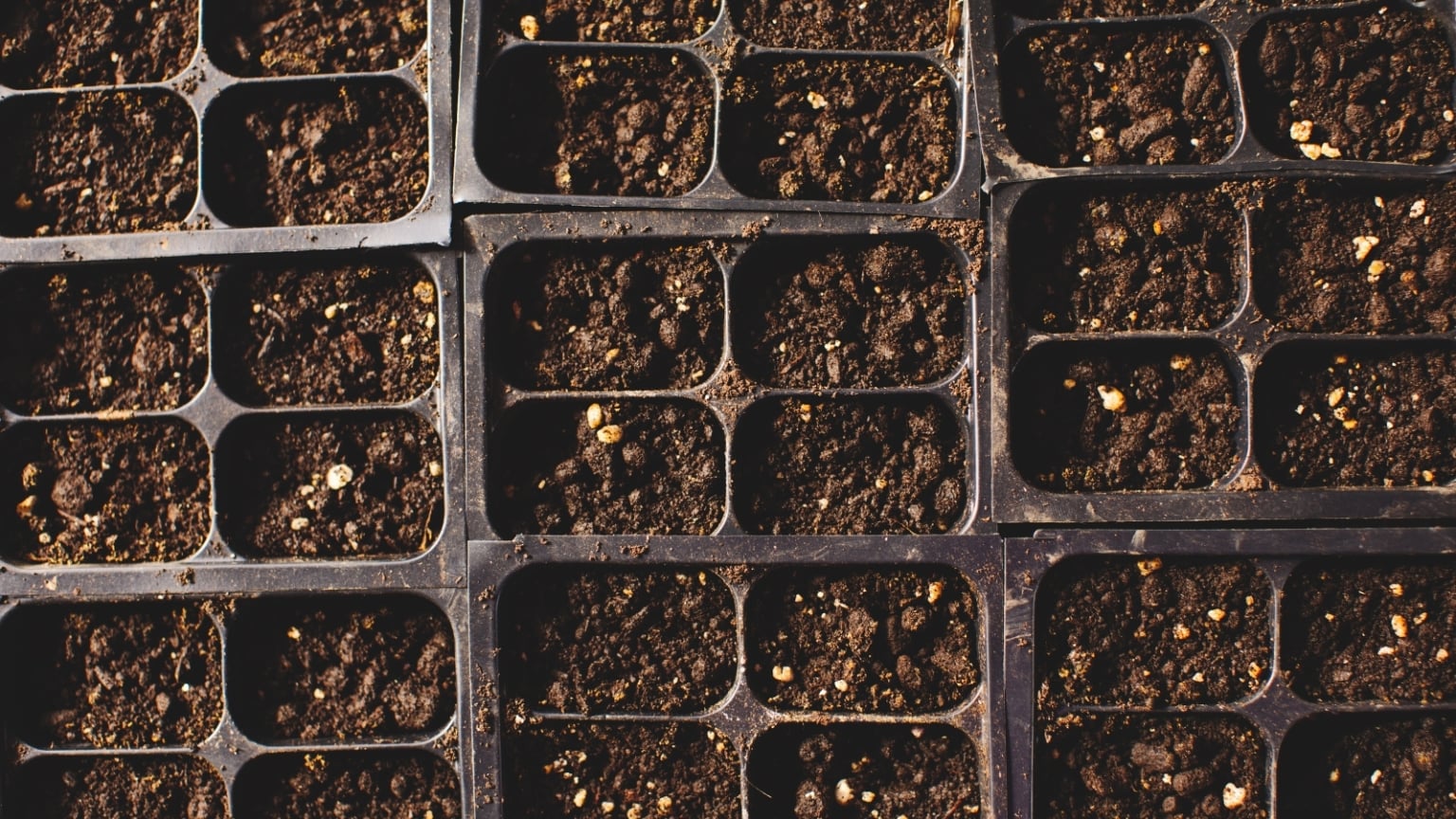Perlite Vs. Sand: The Best Way to Improve Soil Drainage - Epic Gardening