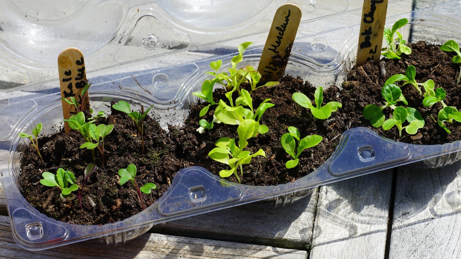 Small lettuce seedlings growing in soil-filled compartments of a clear plastic container, with plant markers labeled for identification.