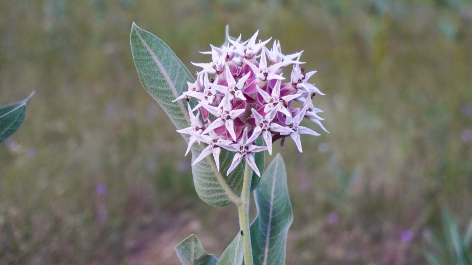 How To Plant Grow And Care For Showy Milkweed Showy Milkweed 1536x864