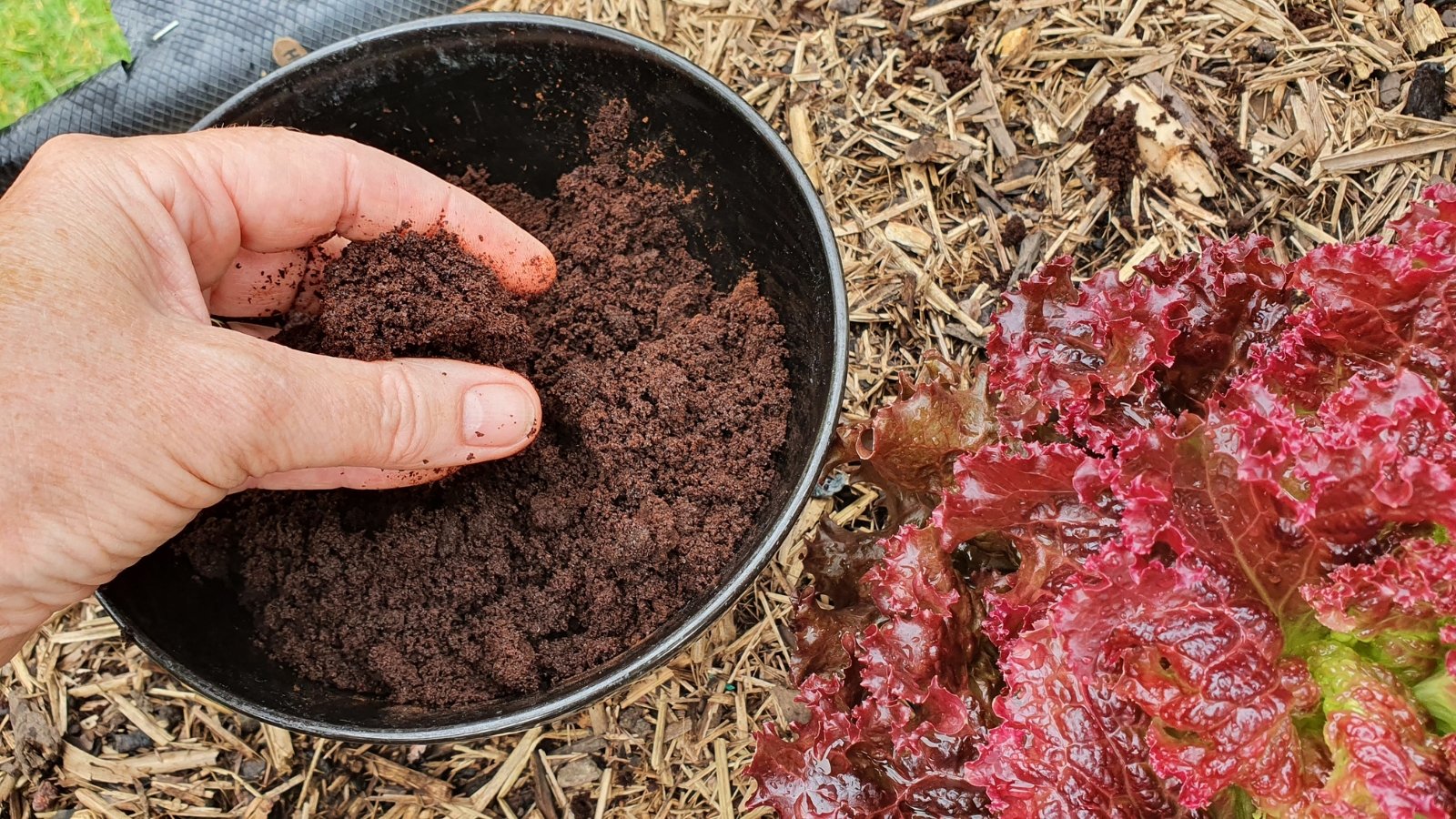 A hand sprinkling fine, dark compost over red and yellow leaves on a dry surface.