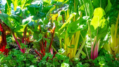 A garden bed filled with vibrant plants showcasing colorful stems in shades of yellow, red, and pink with large, glossy green leaves.