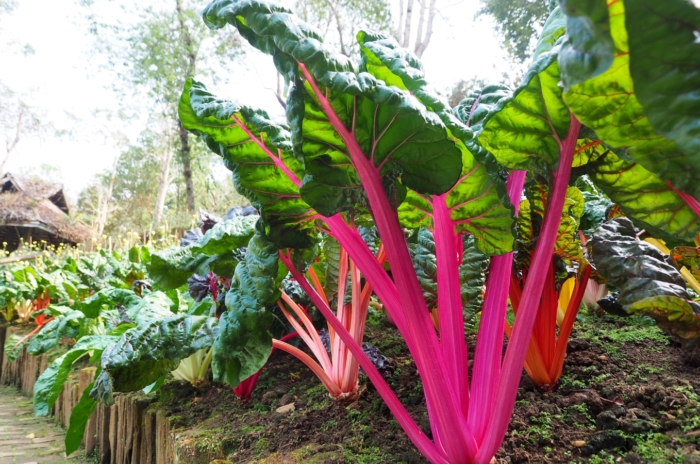 Swiss Chard ‘Celebration’ with bright pink stems and broad, glossy green leaves featuring rippled edges. The stalks emerge from a soil bed and curve gracefully.