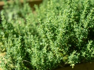 Dense clusters of Thymus leaves, small and green, growing in a wooden container.