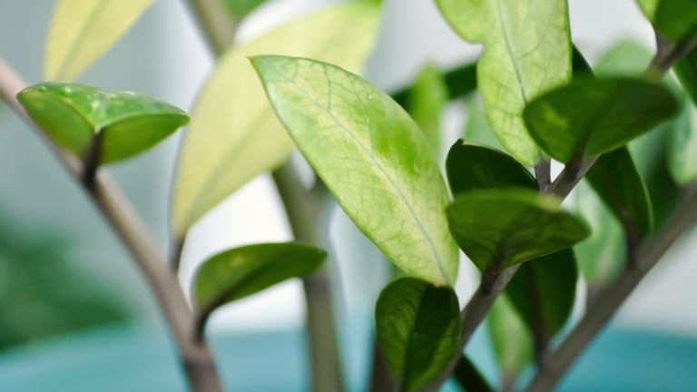 Zleaf 7 Signs It’s Time to Repot Your ZZ Plant