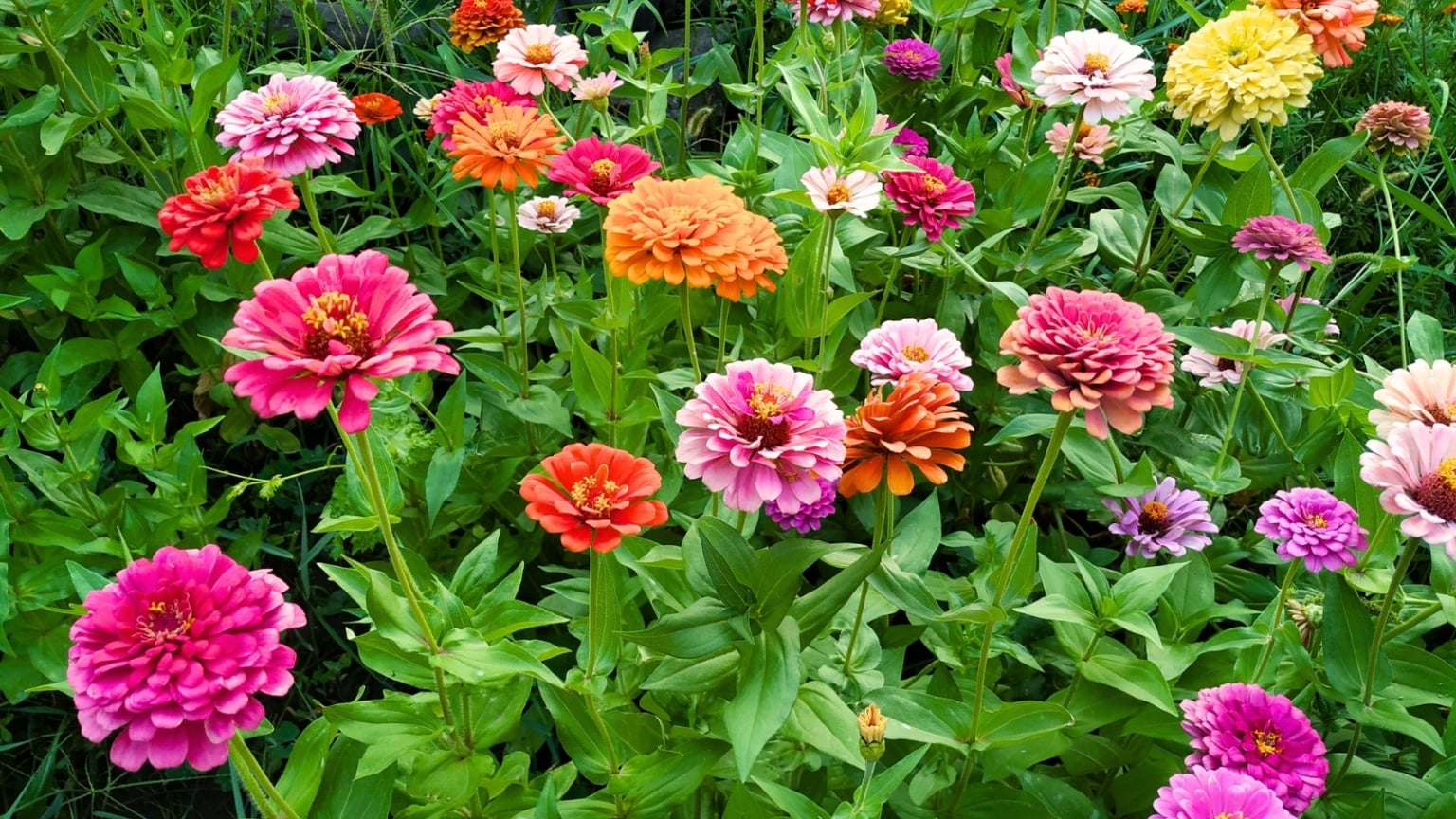 17 Best Beginner Flowers to Grow From Seed