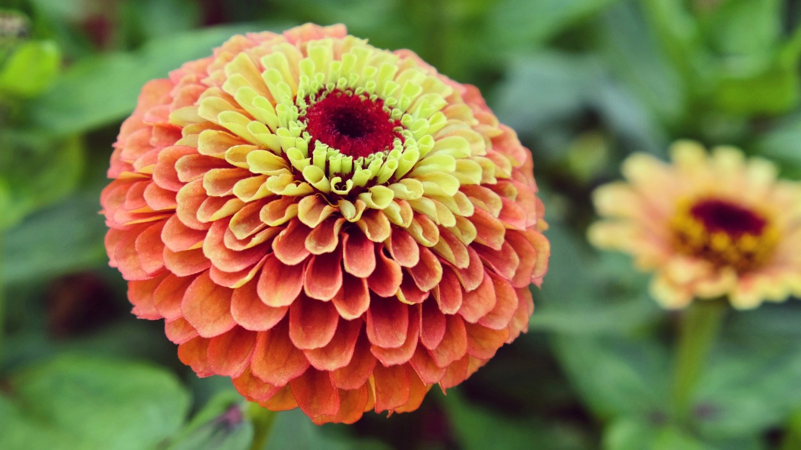 Close-up of a zinnia flower with soft lime-green petals surrounding a small, dark center, creating a layered, daisy-like bloom.
