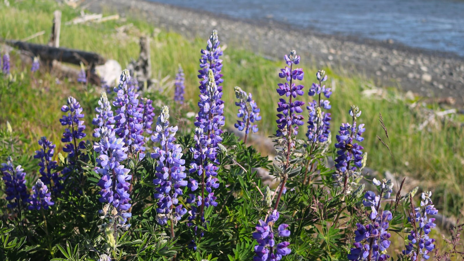 Arctic lupine with tall spikes of purple-blue flowers and feathery green leaves grows along the coast.