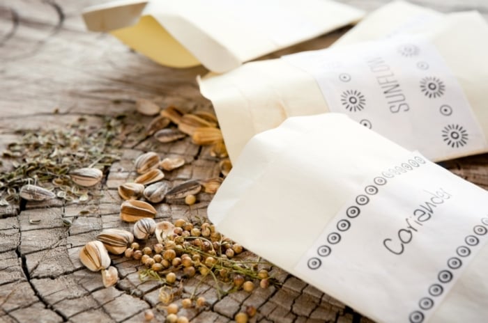 Close-up of three white paper seed packets with coriander, sunflower, and dill seeds scattered on a wooden surface for viability assessment.