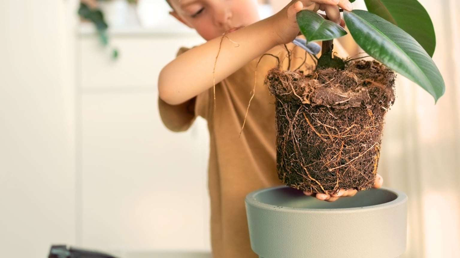 Why Are My Plant's Roots Sticking Out of the Soil?