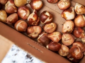 Tulip bulbs are kept in a cardboard box for overwintering to avoid storage problems.