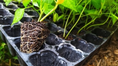 How to Grow Chile Peppers From Seed