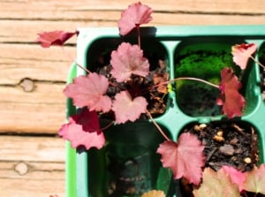 A close-up of a green starter tray with small coral bells (heuchera) seedlings grown from seeds, featuring tiny heart-shaped leaves in pink and peach with wavy edges, on a wooden table.