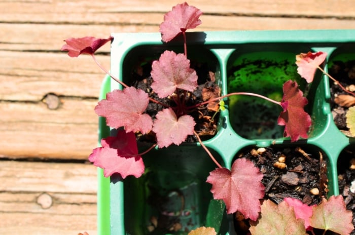 A close-up of a green starter tray with small coral bells (heuchera) seedlings grown from seeds, featuring tiny heart-shaped leaves in pink and peach with wavy edges, on a wooden table.