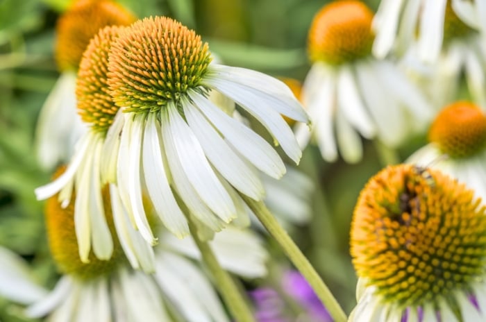 Close-up of large white, daisy-like flowers, featuring broad, curved petals and a prominent yellow-orange center, blooming atop tall, sturdy stems—perfect for cutting flower seeds to start in February.