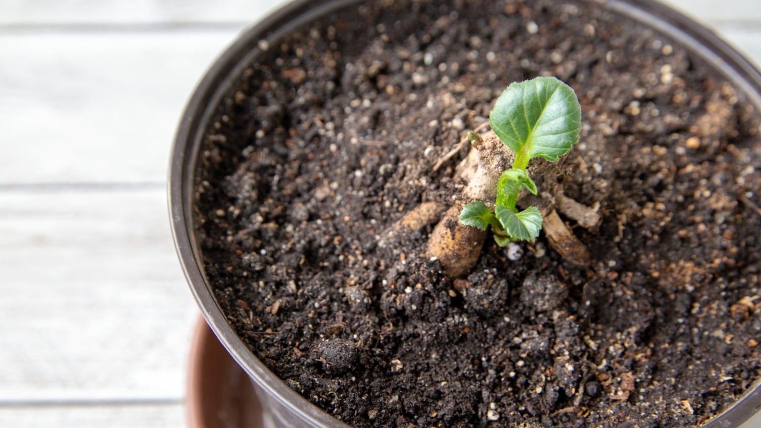 When And How To Pot Up Your Dahlia Tubers